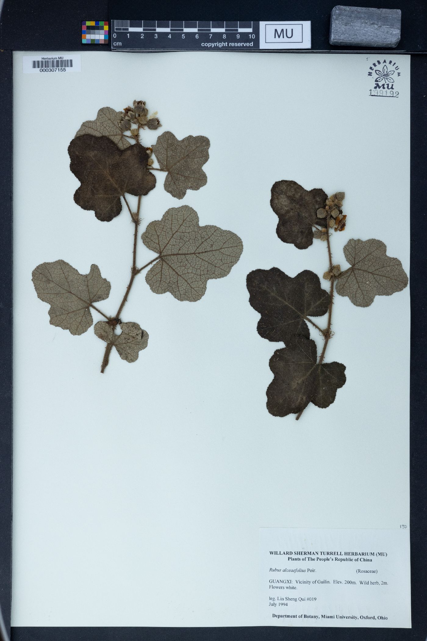 Rubus alceifolius image