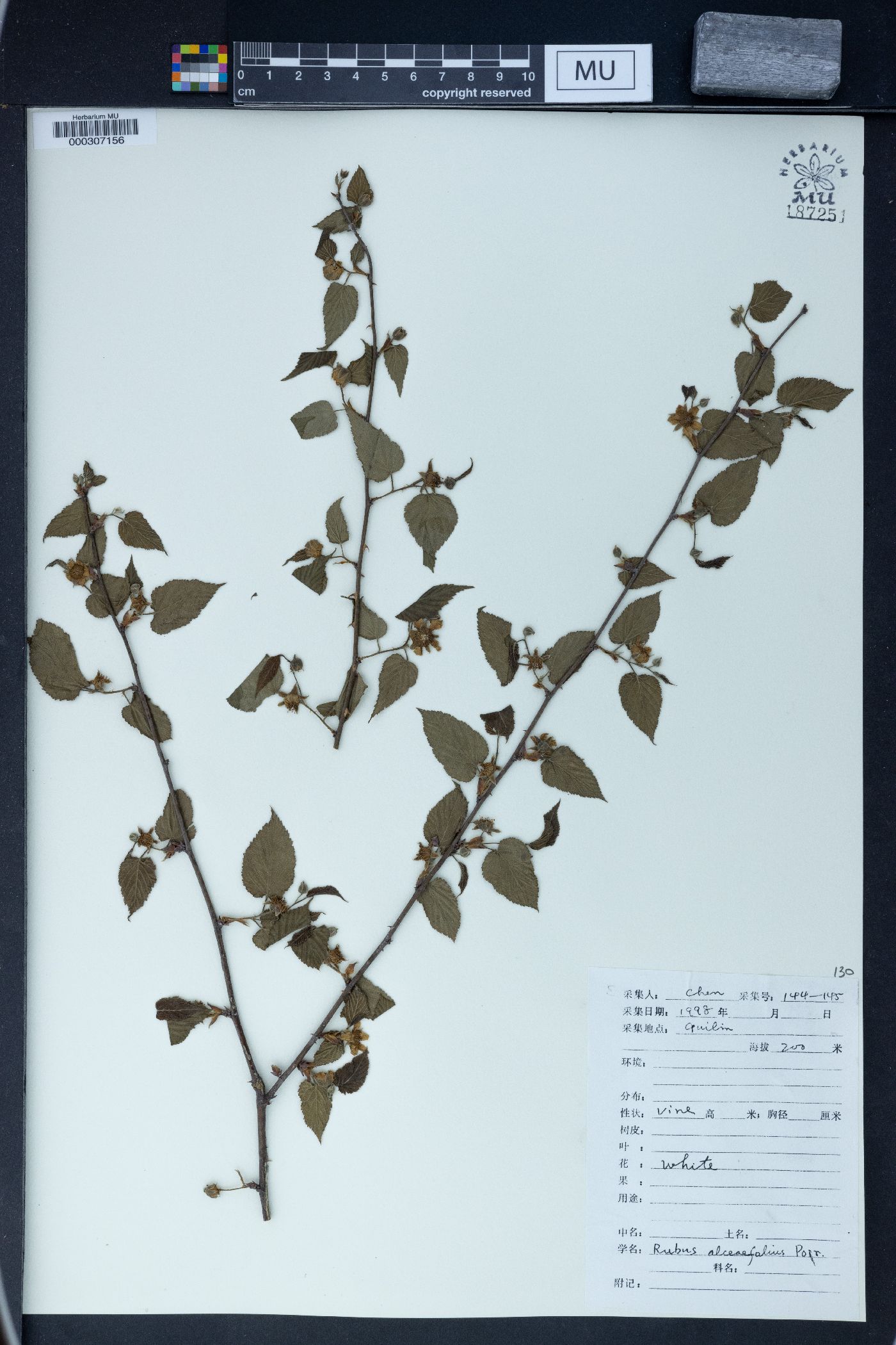 Rubus alceifolius image