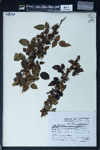 Rubus niveus image