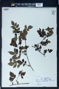 Rubus rosaefolius image