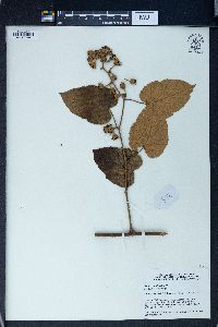 Rubus moluccanus image