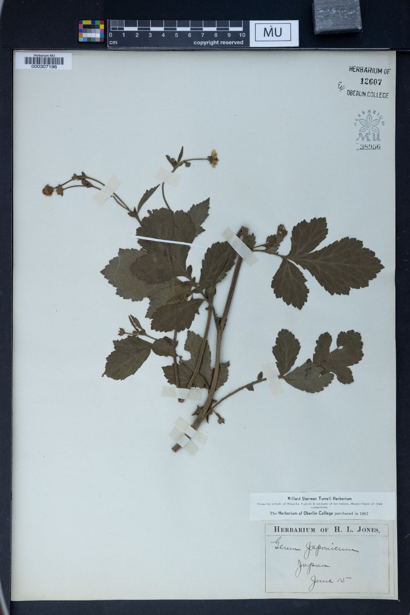 Geum japonicum image