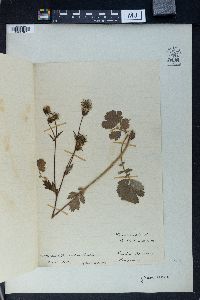 Geum rivale image