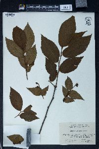 Prunus hypoleuca image