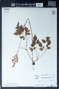 Aruncus dioicus image