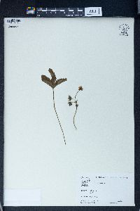 Fragaria vesca image