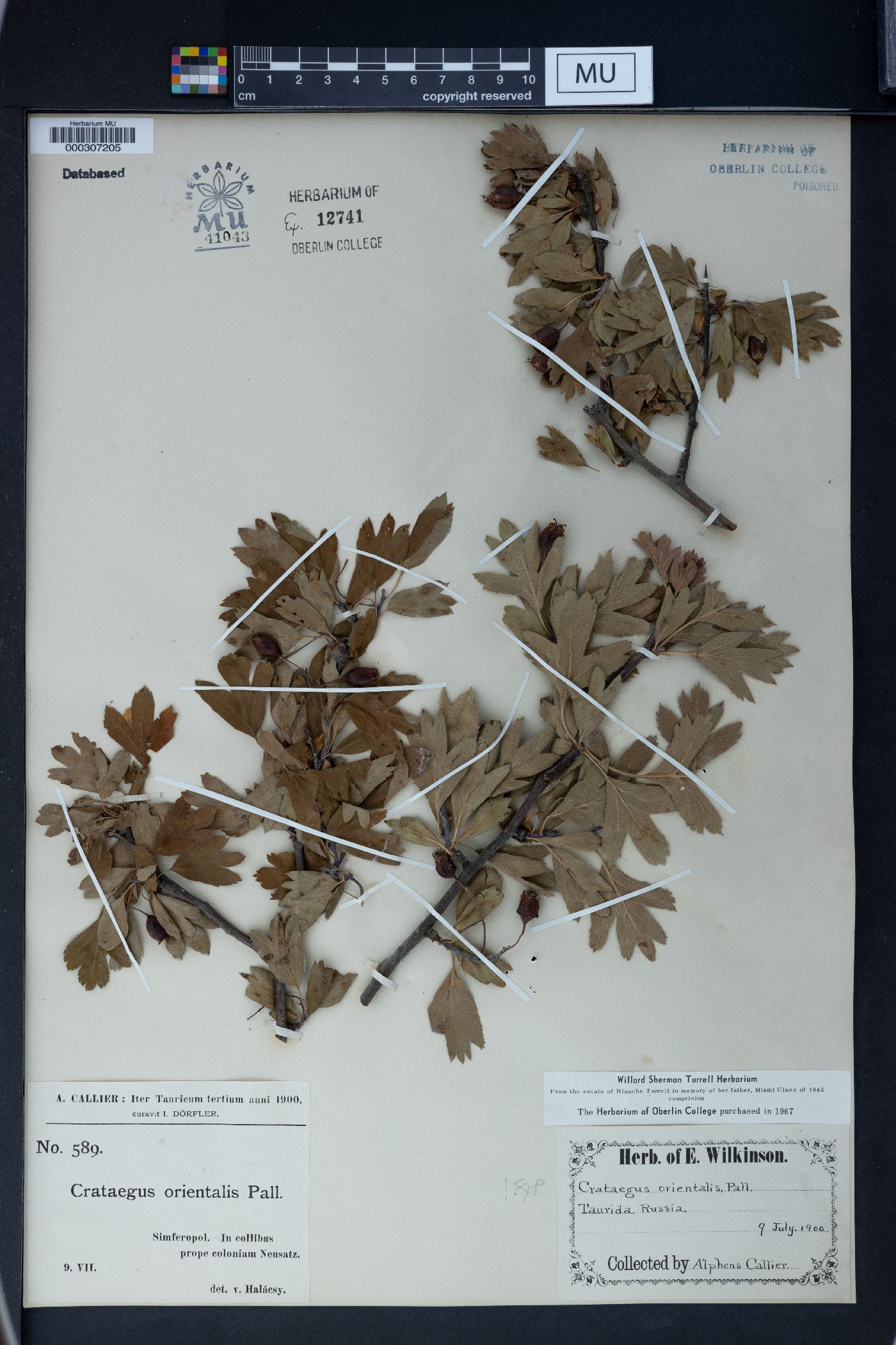 Crataegus orientalis image