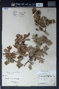 Crataegus orientalis image