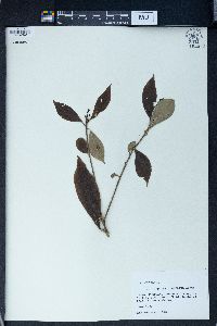 Pittosporum glabratum image