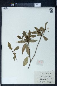 Pittosporum illicioides image