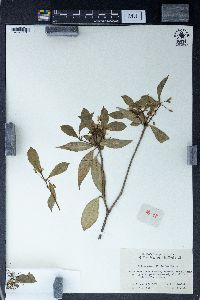 Pittosporum illicioides image