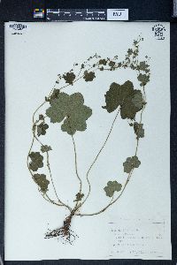 Alchemilla incisa image