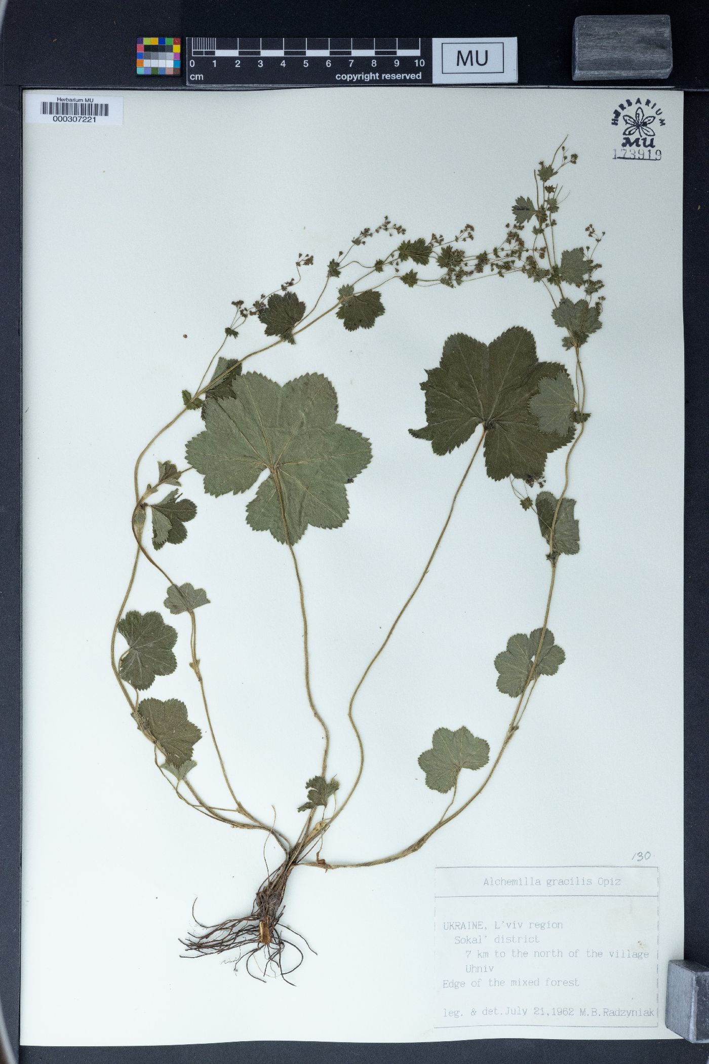 Alchemilla incisa image