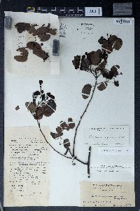 Bauhinia corymbosa image