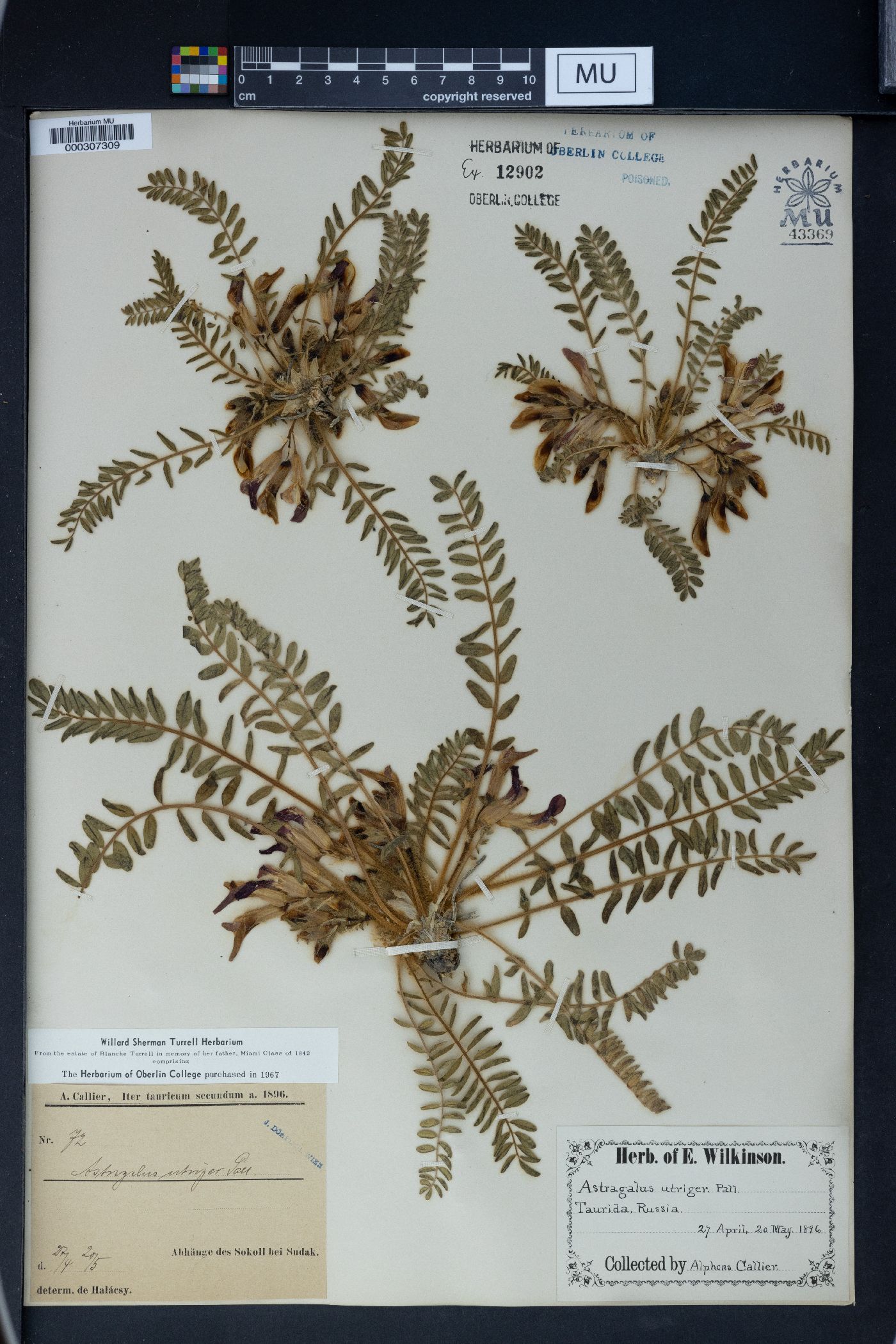 Astragalus utriger image