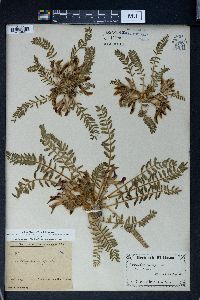 Astragalus utriger image