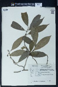 Excoecaria cochinchinensis image