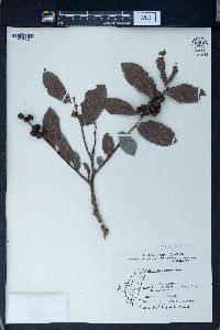 Phyllanthus ruber image