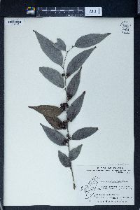 Image of Glochidion lanceolatum