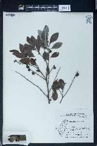 Phyllanthus ruber image