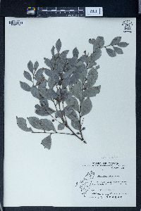 Phyllanthus ruber image