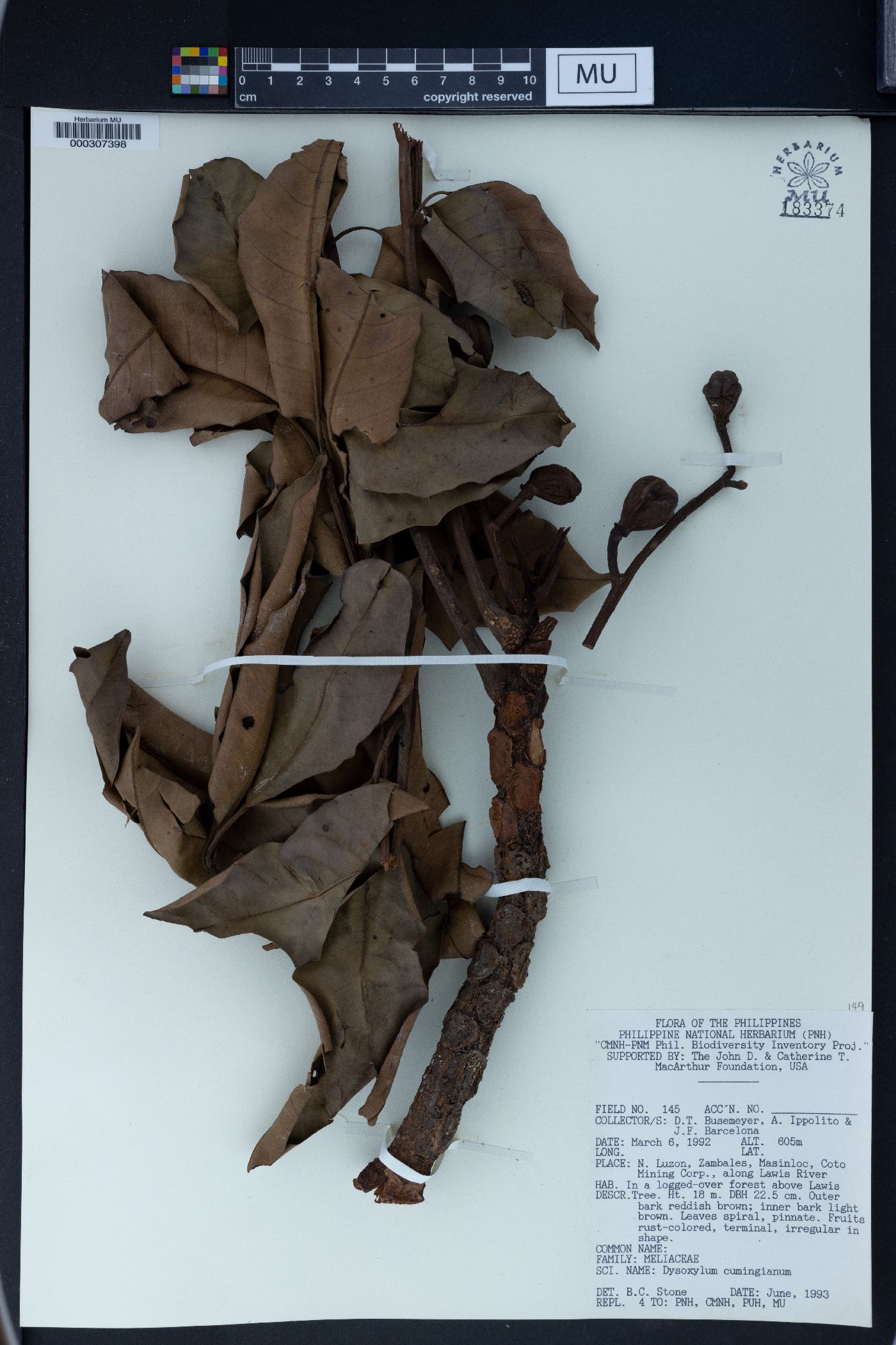 Dysoxylum cumingianum image