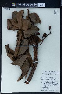 Dysoxylum cumingianum image