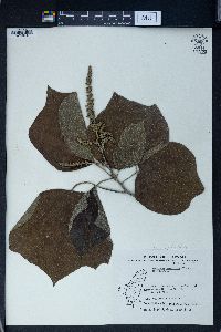 Mallotus japonicus image