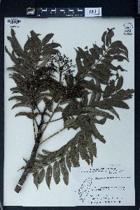 Zanthoxylum ailanthoides image