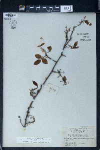 Zanthoxylum armatum image