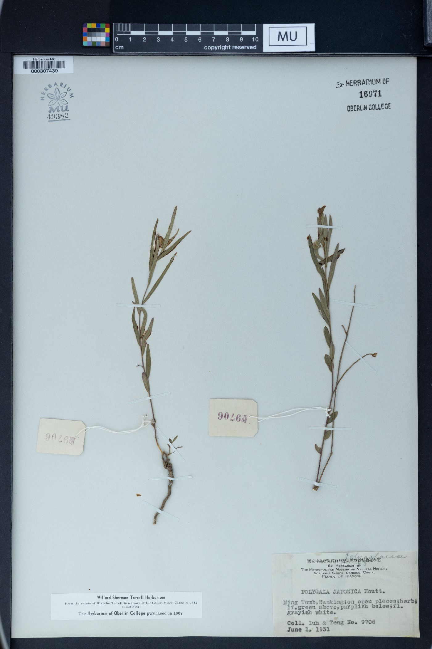 Polygala sibirica image