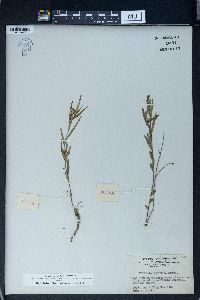 Polygala sibirica image