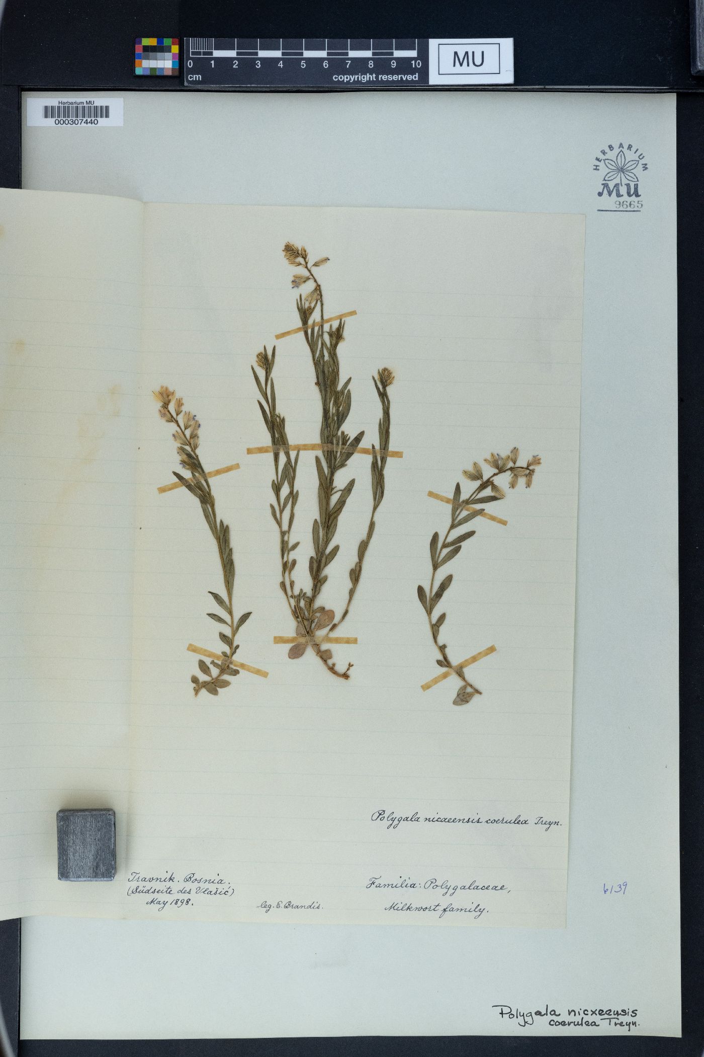 Polygala nicaeensis image