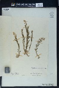 Polygala nicaeensis image