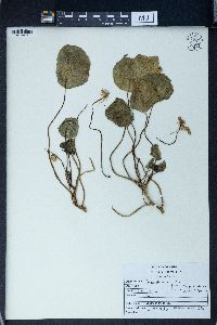 Tropaeolum majus image