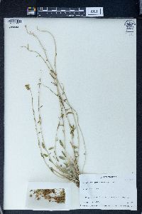 Image of Haplophyllum glaberrimum