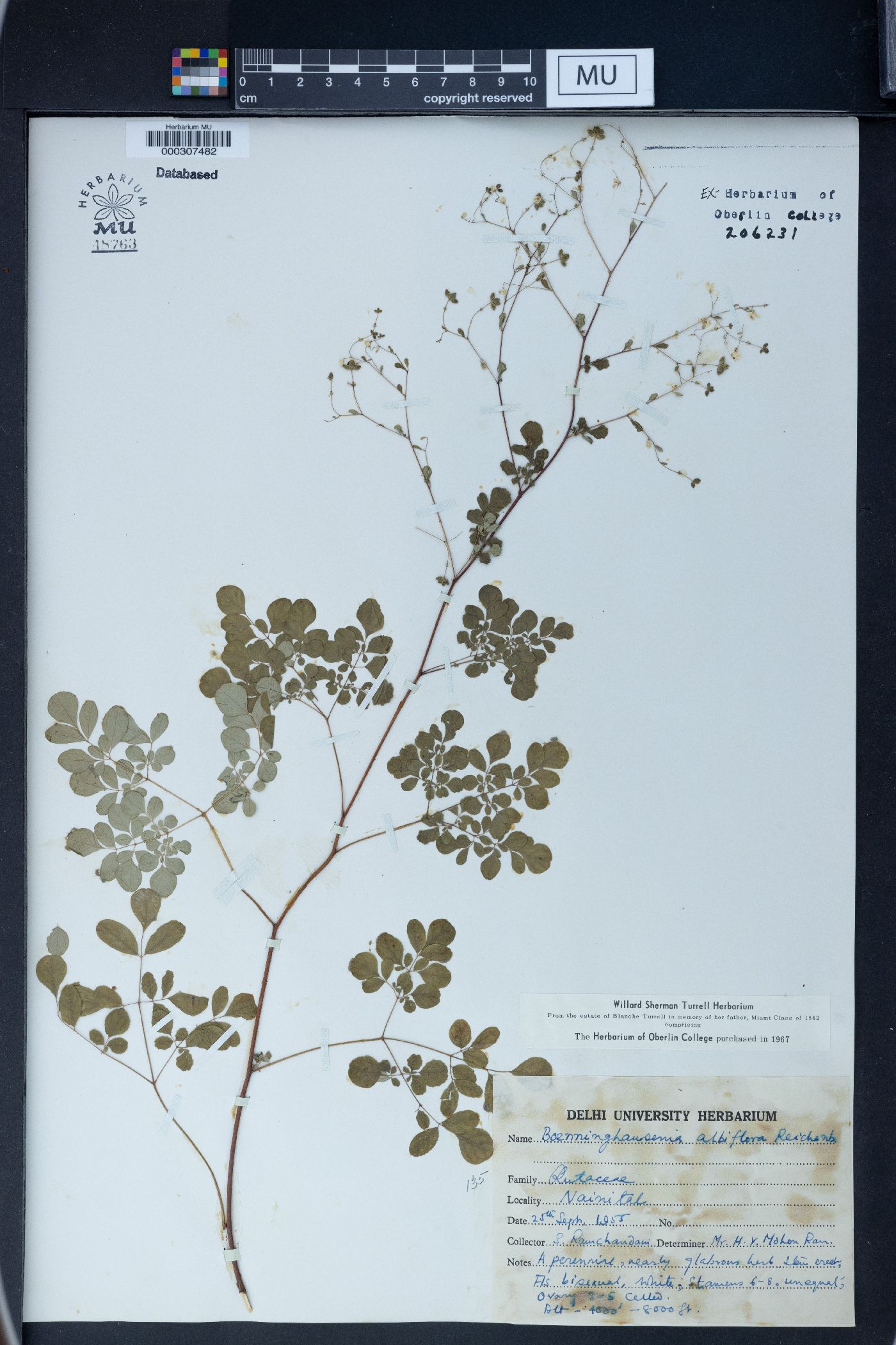 Boenninghausenia albiflora image