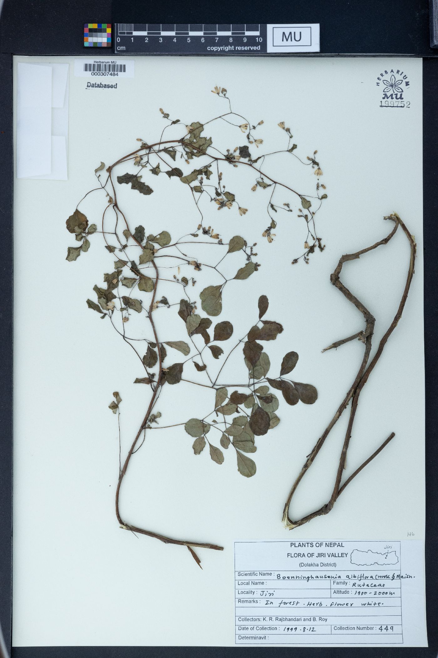 Boenninghausenia albiflora image