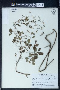 Boenninghausenia albiflora image