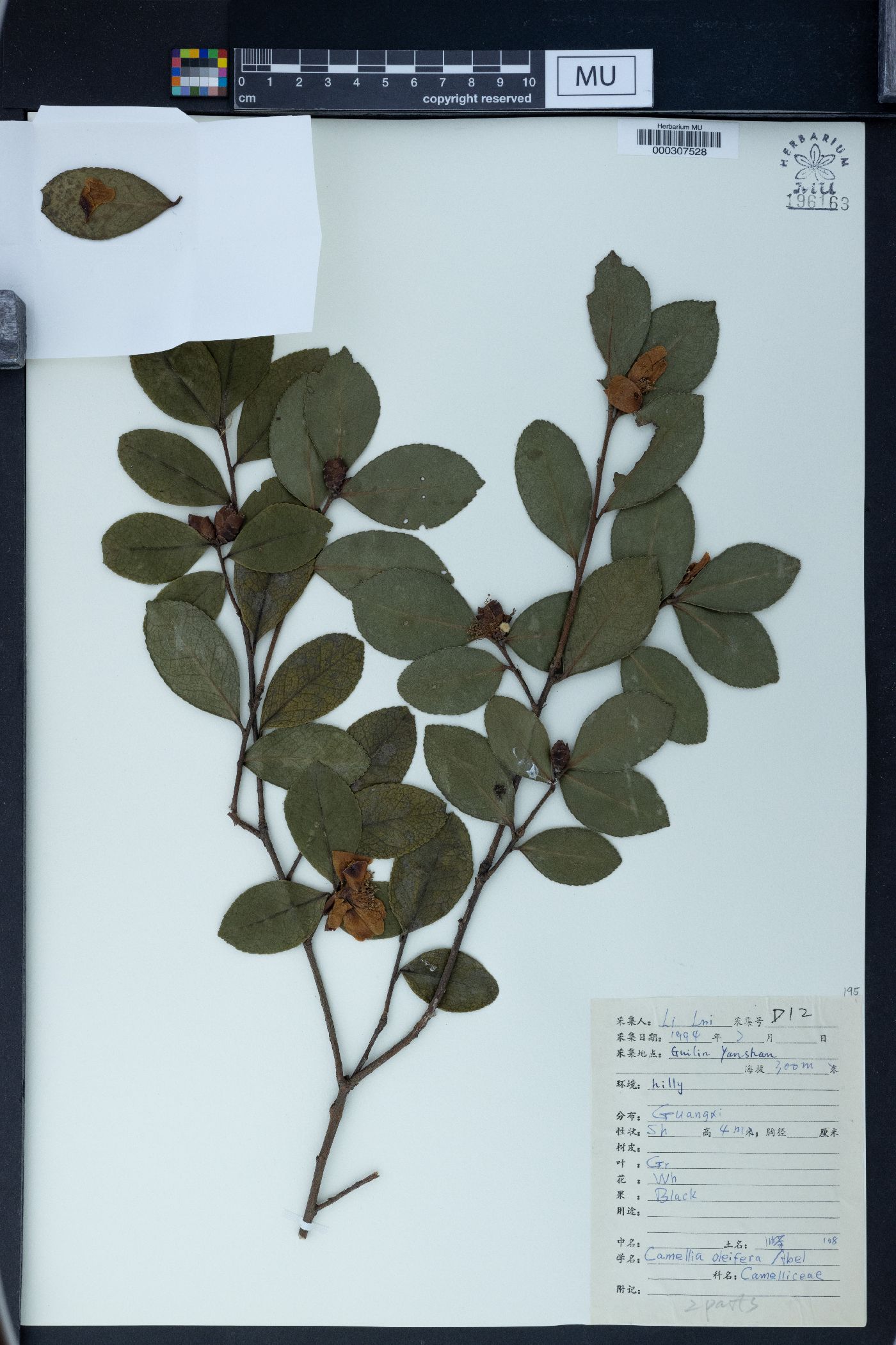 Camellia oleifera image