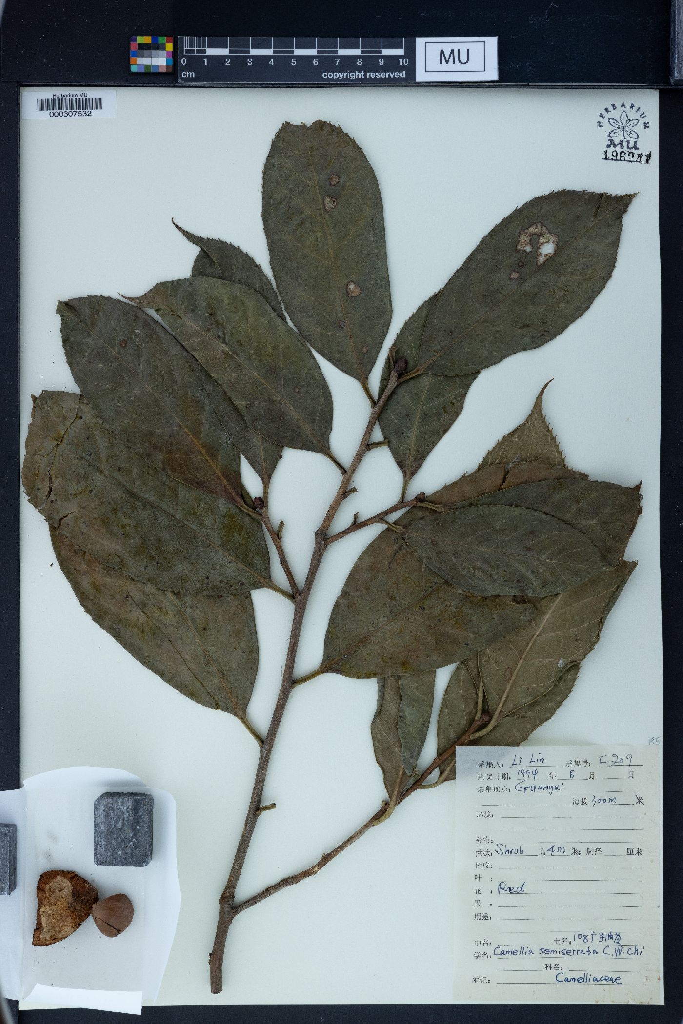 Camellia semiserrata image