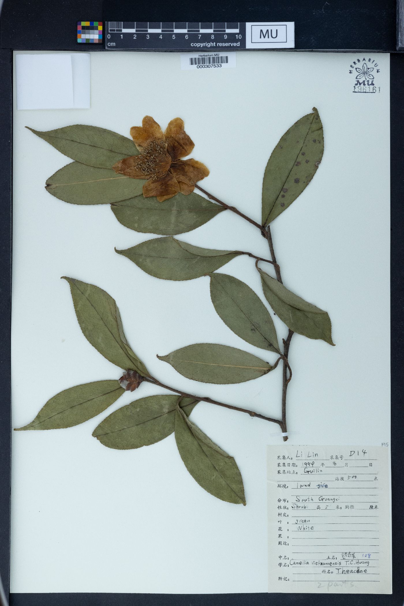 Camellia gauchowensis image