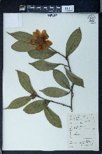 Camellia gauchowensis image