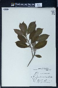 Cleyera japonica image