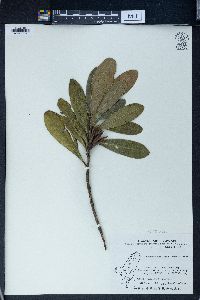 Gordonia axillaris image