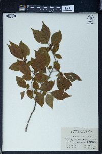 Stewartia sinensis image