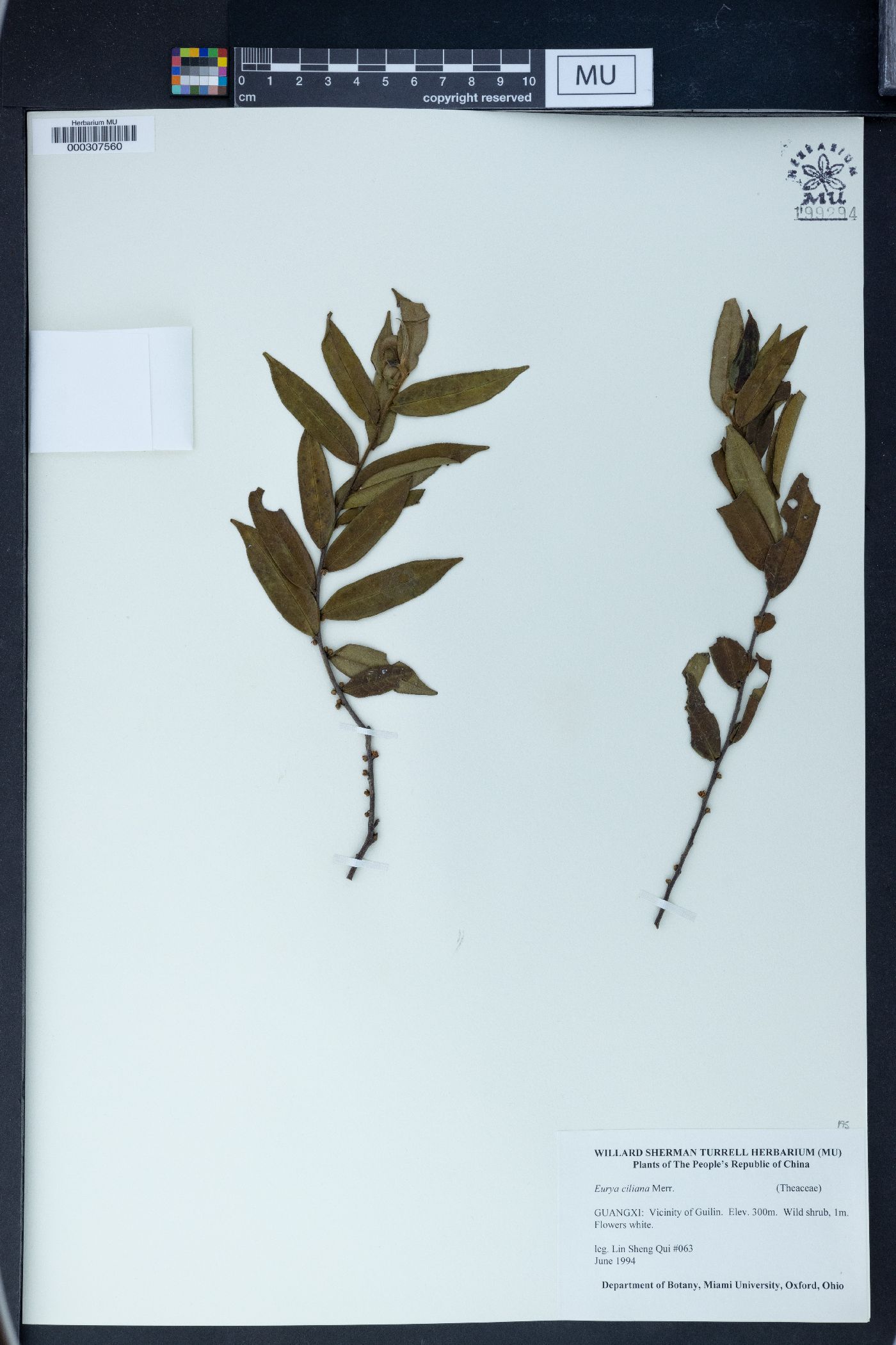 Eurya ciliata image