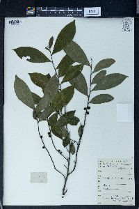 Eurya hebeclados image