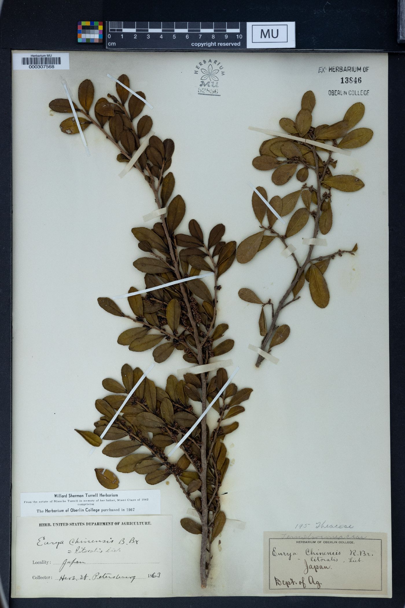Eurya chinensis image
