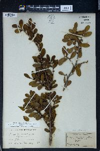 Image of Eurya chinensis
